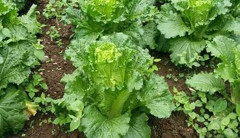 白菜的分类学特征及其成长过程剖析（揭秘白菜是被子植物的奥秘）