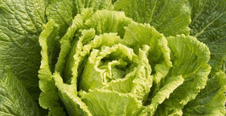 白菜的分类学特征及其成长过程剖析（揭秘白菜是被子植物的奥秘）
