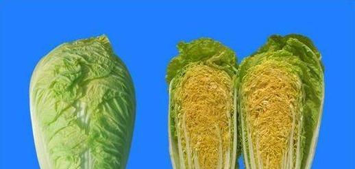 白菜的植物分类与特点（白菜属于什么类植物）