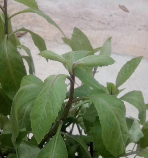 白菜的种类与特点（白菜属于什么植物类型）