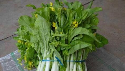 解密白菜苔的季节与美食（品尝春日鲜美）