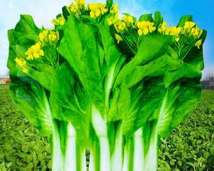解密白菜苔的季节与美食（品尝春日鲜美）