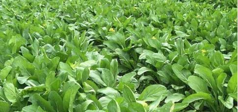 白菜苔种植全攻略（时间）