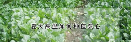 白菜苔种植全攻略（时间）