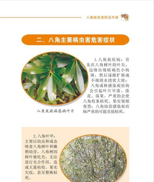 白菜炭疽病的防治措施（预防白菜炭疽病的方法及治疗手段）