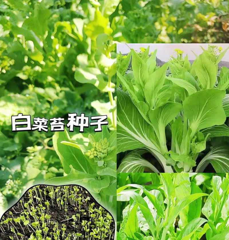 小白菜种子催芽方法详解（如何快速催芽小白菜种子）