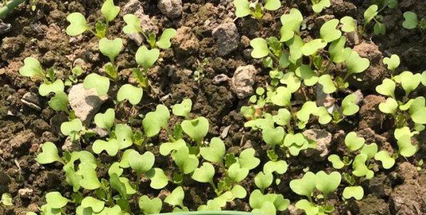 圆白菜种子的获取方法及种植技巧（从种植到收割）