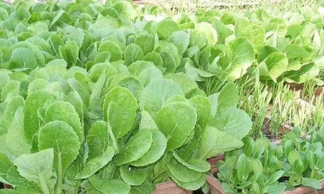 小白菜种子的种植方法（如何成功种植小白菜）