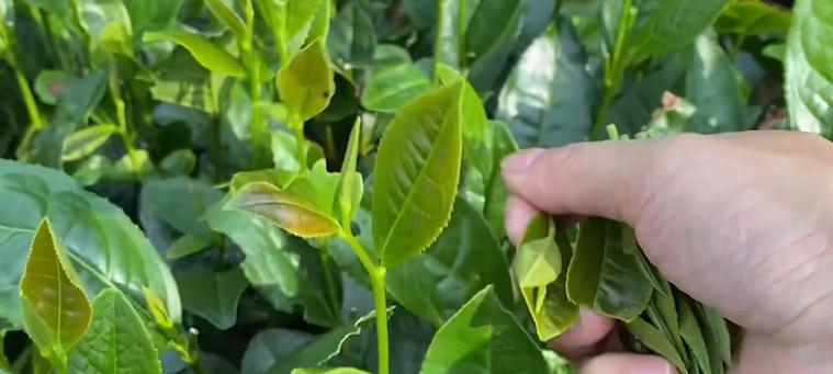 白茶采摘时间和收获季节的完整指南（了解白茶的生长特点）