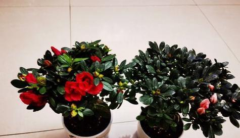 白醋浇杜鹃花，是个好主意吗（探究白醋兑水对杜鹃花的影响）