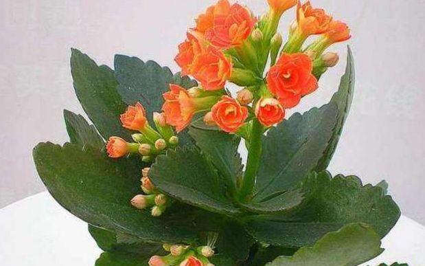 白醋兑水可以浇长寿花吗（探究白醋浇长寿花的优缺点与注意事项）
