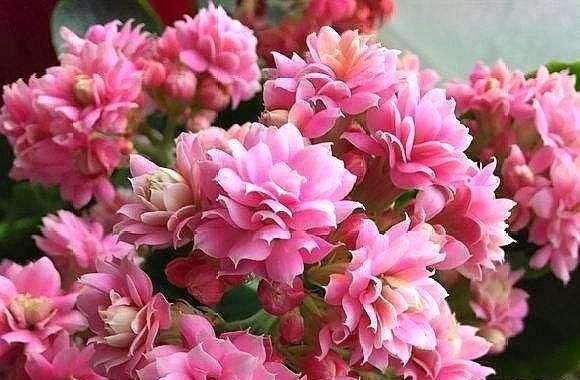 白醋兑水可以浇长寿花吗（探究白醋浇长寿花的优缺点与注意事项）