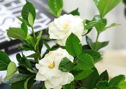 白醋浇花的正确方法（用醋水浇花）