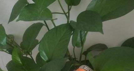 白醋浇花的正确方法（用醋水浇花）