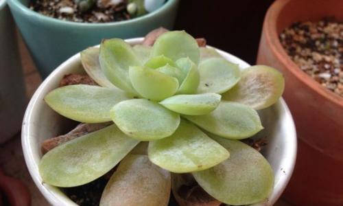 白醋能否用于多肉植物的浇灌（探究多肉植物对白醋的耐受性）
