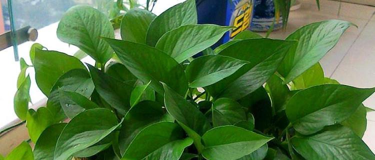 白醋是绿植的好帮手（了解白醋的神奇效果）