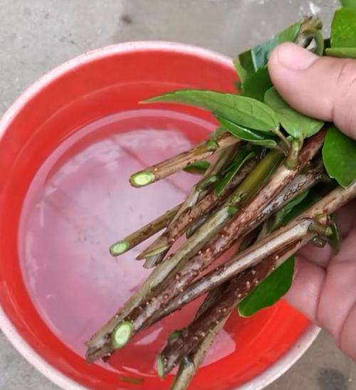 白醋可以浇米兰吗（白醋的作用及使用方法）