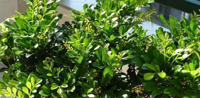 白醋可以浇米兰吗（白醋的作用及使用方法）