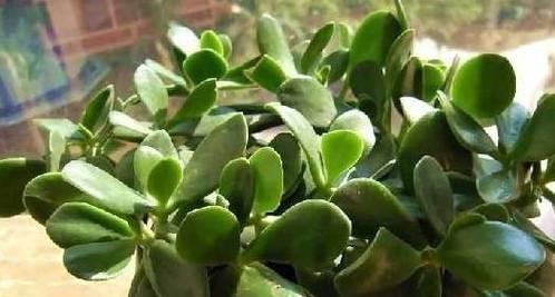 白醋在蔬菜种植中的应用（浇水）