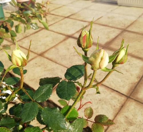 白醋对月季花的浇灌效果剖析（浇灌月季花）
