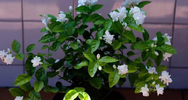 白醋的花园奇效（用白醋浇花）