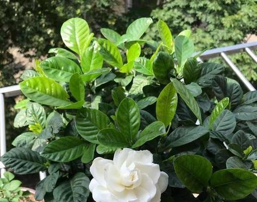 白醋的花园奇效（用白醋浇花）