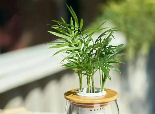 人血白蛋白的用途与限制（可以浇花吗）