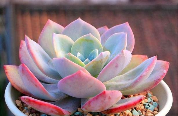 白凤多肉叶子变软怎么办（多肉植物叶子变软的原因和解决方法）