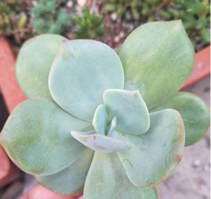 白凤多肉叶子变软怎么办（多肉植物叶子变软的原因和解决方法）
