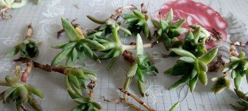 多肉白凤叶的插种与发芽全攻略（多久能发芽）