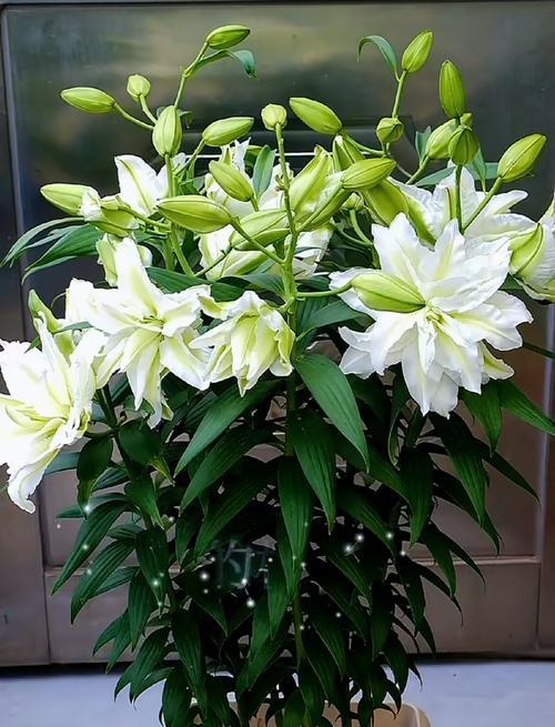 百合花的寓意与适合送礼的对象（传递美好祝福的花语与人群）