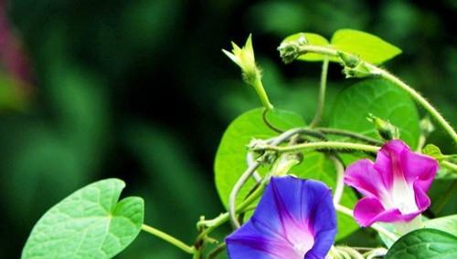 圆叶牵牛花语（探索圆叶牵牛花的花语）