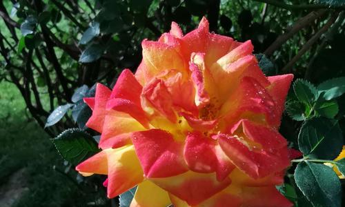 月季花的色彩与花语（绚丽多彩的月季花）