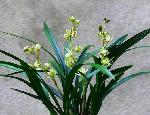 竹兰之美（探寻竹子与兰花的内涵）