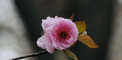 竹梅情韵（以竹子和梅花的寓意传达品格与美感）
