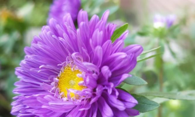 紫色翠菊（秋日花开）