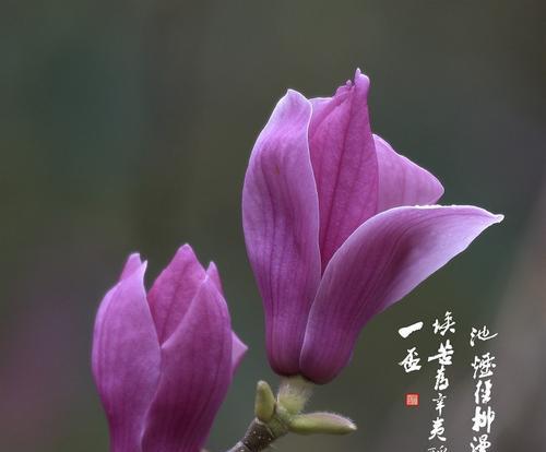 紫色玉兰花（揭秘紫色玉兰花的隐藏信息）