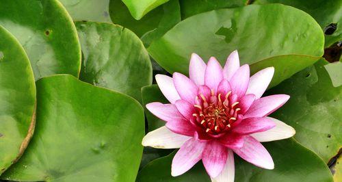紫睡莲的花语——坚韧与希望（探寻紫睡莲的花语之美）