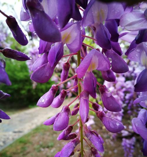 紫藤花的花语与寓意（传递爱与希望的紫藤花）