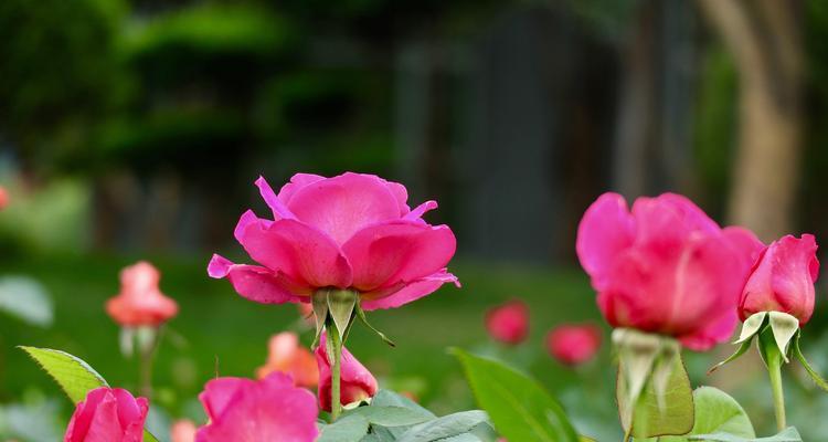 芙蓉月季花语（揭示芙蓉月季的15种花语）