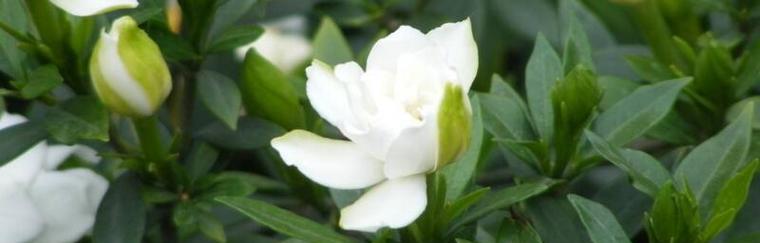 栀子花的花语（揭秘栀子花的花语及象征意义）
