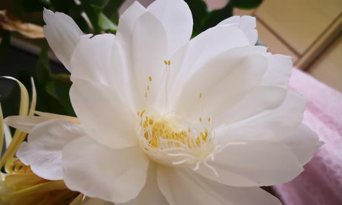 昙花传说（相伴追寻的生命之旅）