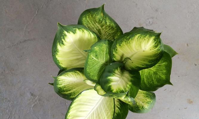 黛粉叶万年青——美丽的花朵与寓意无穷（揭秘黛粉叶万年青的花语与养殖技巧）