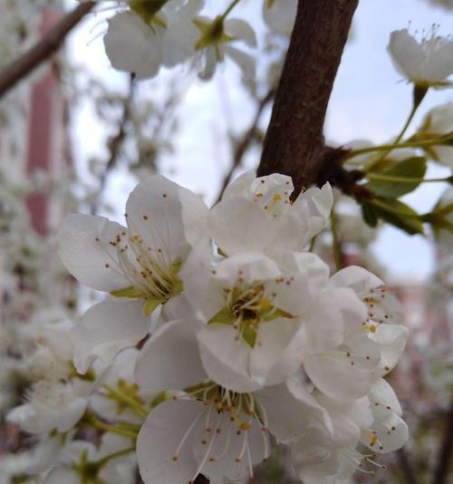 白梅花的花语（传递坚韧与纯洁的花朵）