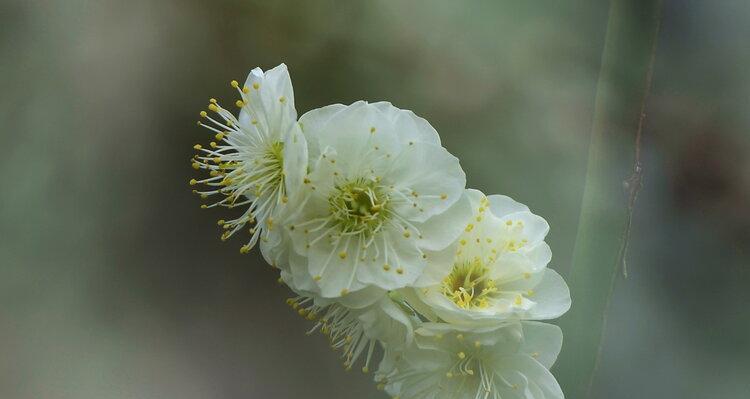 白梅花的花语（传递坚韧与纯洁的花朵）