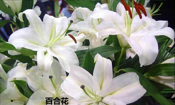 百合花（以花为言）