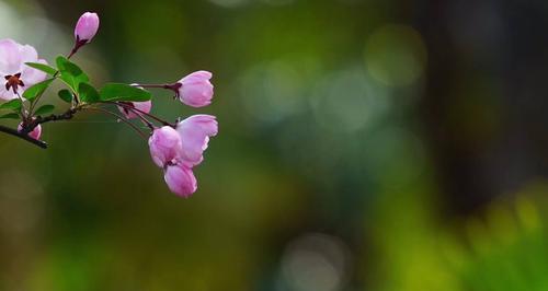 垂丝海棠在爱情中的象征意义（探寻垂丝海棠花对爱情的神秘力量）