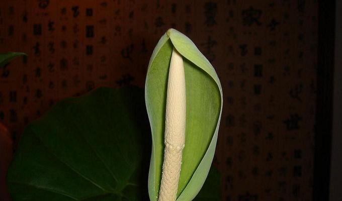滴水观音菩萨——佛教慈悲之象征（以滴水观音菩萨代表什么）