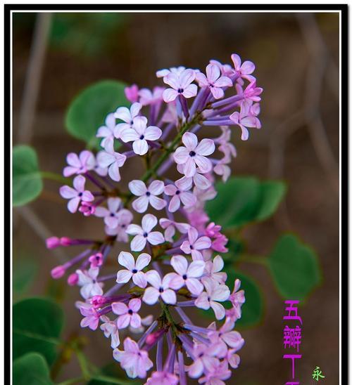 丁香的象征意义与应用（探寻丁香花对人类生活的影响及药用价值）