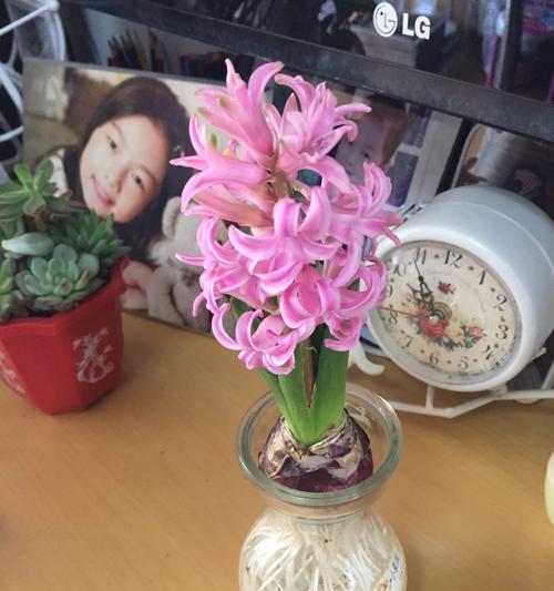 风信子的花语与传说（探寻风信子花语的含义）